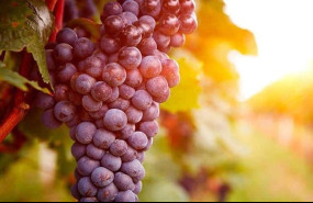 ep uvas para elaboracion de vino de pitarra