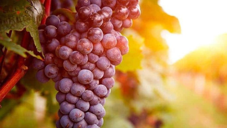 Uvas para elaboración de vino de pitarra | SAEX ep uvas para elaboracion de vino de pitarra