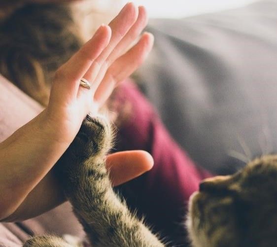 1571298734 edgard cooper