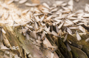 1653384026 ejemplares de termitas aladas 1653384026 ejemplares de termitas aladas