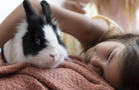 cerrar nino jugando mascota conejo 