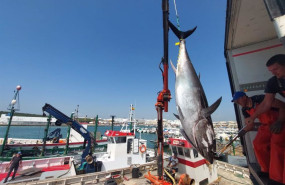 ep archivo   primera levanta del atun rojo en la almadraba de barbate