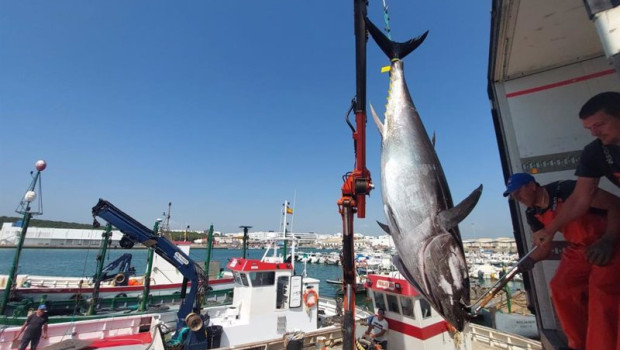 ep archivo   primera levanta del atun rojo en la almadraba de barbate