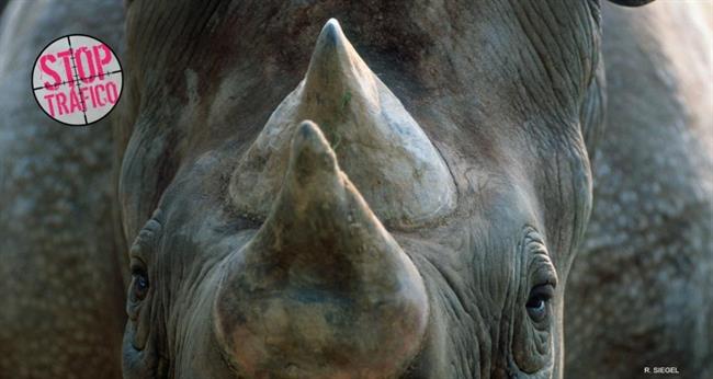 ep campana stop traficoespecies