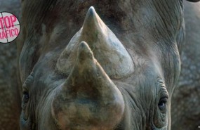 ep campana stop traficoespecies