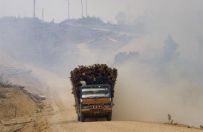 ep deforestacionindonesia