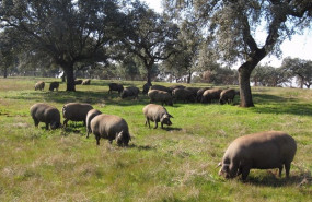 ep el sector porcino reduce en mas de un 4 sus emisiones gei por kilo de carne producido en el ep el sector porcino reduce en mas de un 4 sus emisiones gei por kilo de carne producido en el