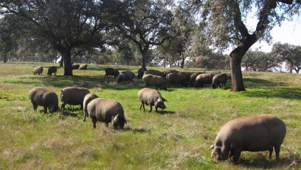 ep el sector porcino reduce en mas de un 4 sus emisiones gei por kilo de carne producido en el