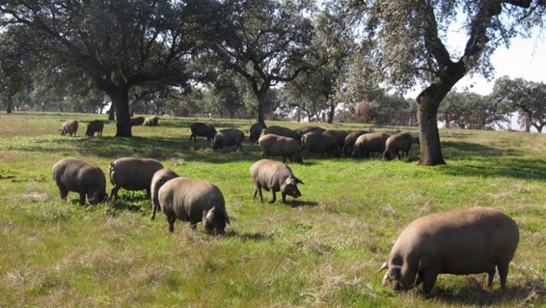 El sector porcino reduce en más de un 4% sus emisiones GEI por kilo de carne producido en el último año | JUNTA DE EXTREMADURA - Archivo ep el sector porcino reduce en mas de un 4 sus emisiones gei por kilo de carne producido en el