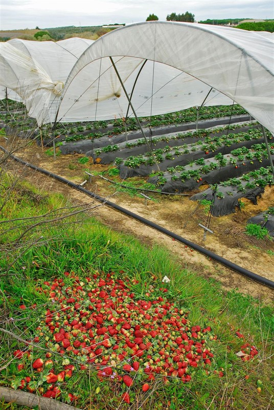 ep finca en donana