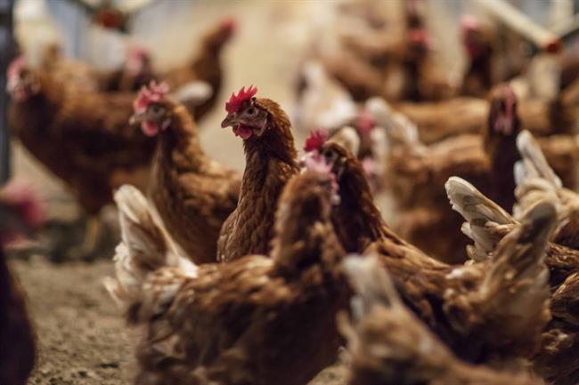ep gallinas criadassuelolas instalacionesinterproveedor huevos guillen