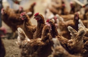 ep gallinas criadassuelolas instalacionesinterproveedor huevos guillen