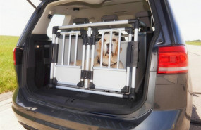 ep imagen de un perro en el maletero de un vehiculo
