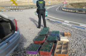 ep la guardia civil de teruel localiza en el maletero de un vehiculo 195 pajaros protegidos en la