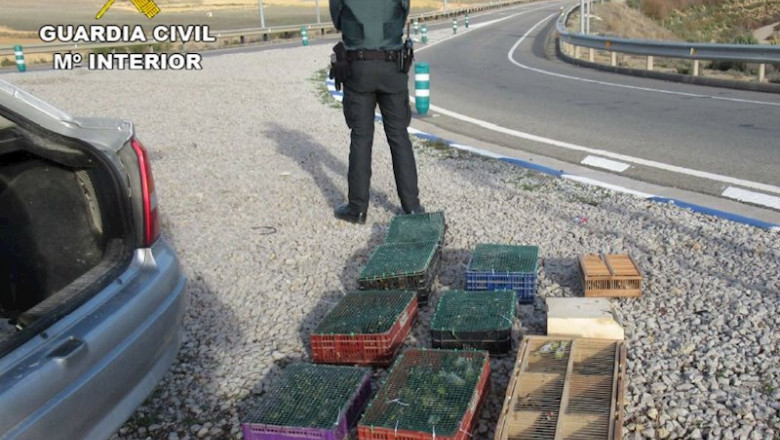 La Guardia Civil De Teruel Localiza En El Maletero De Un Vehículo 195 Pájaros Protegidos En La Comarca De Gúdar Javalambre | GUARDIA CIVIL ep la guardia civil de teruel localiza en el maletero de un vehiculo 195 pajaros protegidos en la