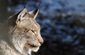 ep lince boreal