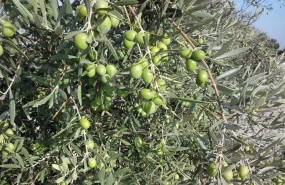 ep olivo 20201021150906