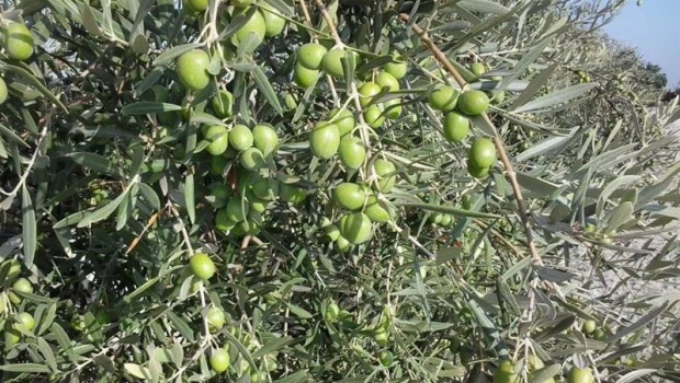 ep olivo 20201021150906