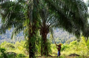 ep plantacionaceitepalma sostenible