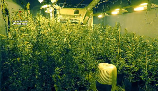 Plantación de marihuana | GUARDIA CIVIL ep plantacionmarihuana