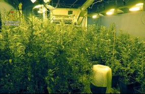 ep plantacionmarihuana