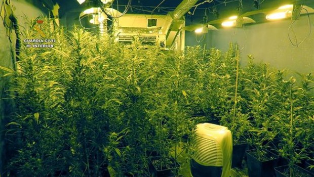 ep plantacionmarihuana