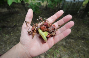 ep un productor muestra racimos de cerezas estropeadas tras las lluvias en lincora a 12 de junio de ep un productor muestra racimos de cerezas estropeadas tras las lluvias en lincora a 12 de junio de