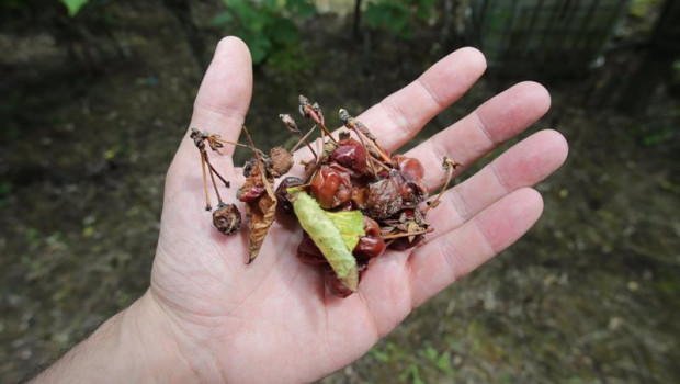 ep un productor muestra racimos de cerezas estropeadas tras las lluvias en lincora a 12 de junio de