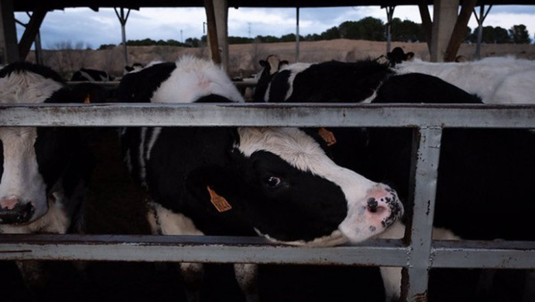 Vaca en una macrogranja | GREENPEACE ep vaca en una macrogranja