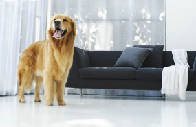 1584704737 perrocasa