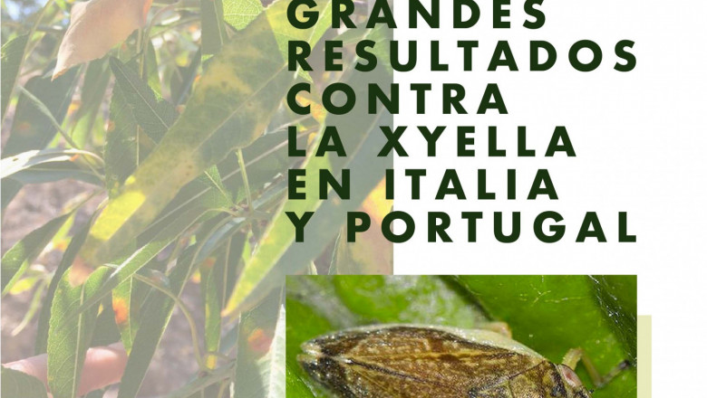 1645523679 foto life almendro y xyella 