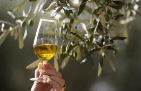 ep archivo   imagen de recurso de aceite y olivos en castellon