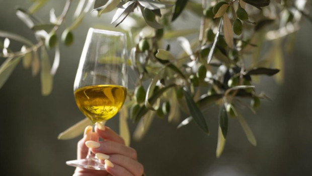 ep archivo   imagen de recurso de aceite y olivos en castellon