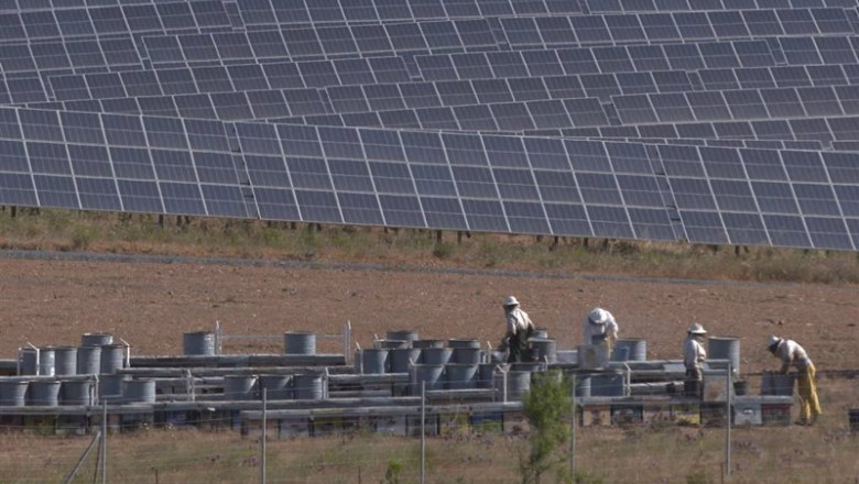 ep archivo recoleccion de miel en la planta fotovoltaica de iberdrola en andevalo en huelva ep archivo recoleccion de miel en la planta fotovoltaica de iberdrola en andevalo en huelva