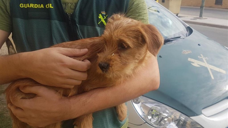 Cachorro que los dos investigados arrojaron al río en Funes | GUARDIA CIVIL ep cachorrolosinvestigados arrojaronriofunes