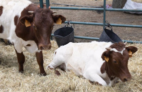 ep dos vacas durante una muestra de ganado