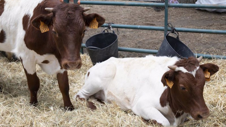 ep dos vacas durante una muestra de ganado ep dos vacas durante una muestra de ganado