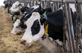 ep lacteos leche vacas