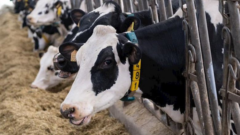 Lácteos, leche, vacas | XUNTA ep lacteos leche vacas