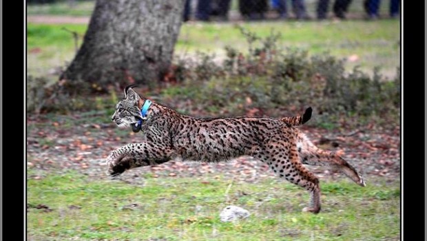 ep lince iberico 20180219210802
