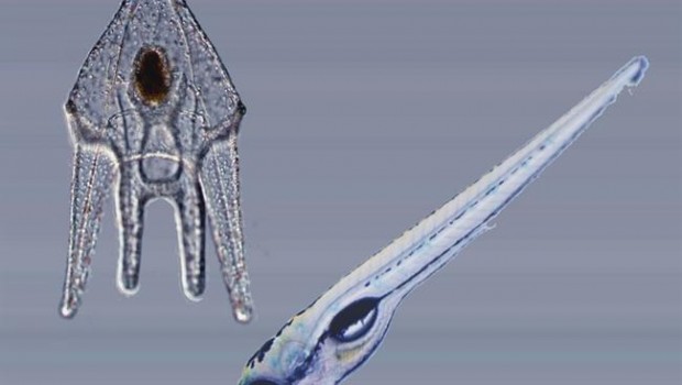 ep premsa ubmutacio genticalevolucio biolgica dels animalsajuda