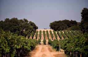 ep vinedos de la bodega dehesa de luna