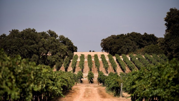 ep vinedos de la bodega dehesa de luna