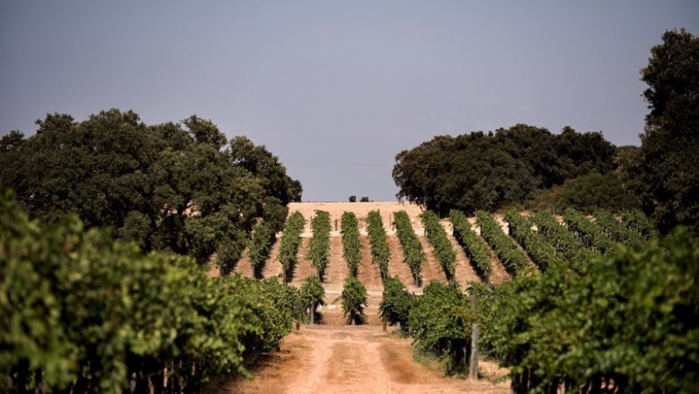 Viñedos de la bodega Dehesa de Luna | DEHESA DE LUNA ep vinedos de la bodega dehesa de luna