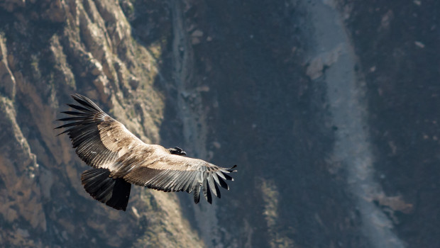 andean condor