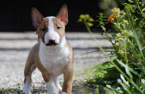 bull terrier mini mejor raza perros 20240510122036 