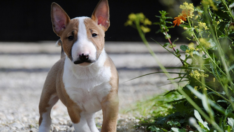 bull terrier mini mejor raza perros 20240510122036 