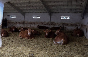 ep archivo   vacas en las instalaciones de ganado