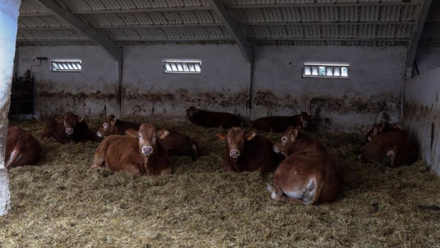 ep archivo   vacas en las instalaciones de ganado