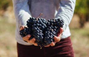 ep archivo   variedades de uva tempranillo de rioja